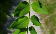 Baguenaudier feuilles