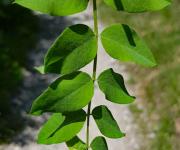 Baguenaudier feuilles