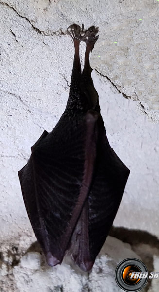 Habitant de la grotte des Sarrazins