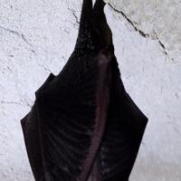 Habitant de la grotte des Sarrazins