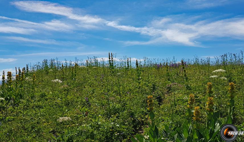 Le sommet, prairie très fleurie.