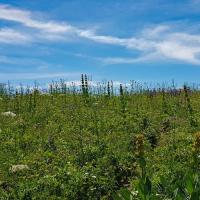 Le sommet, prairie très fleurie.