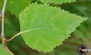 Bouleau feuilles