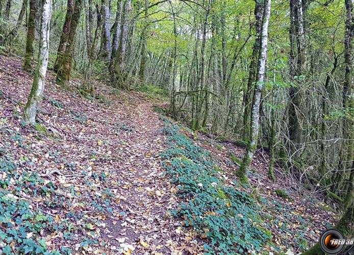 Montée en sous bois.