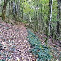 Montée en sous bois.