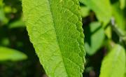 Buddleia feuilles
