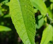 Buddleia feuilles