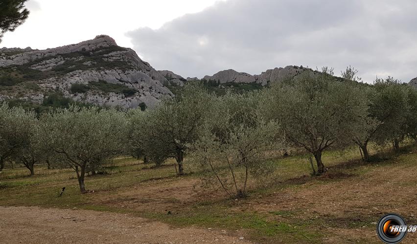 Montée dans les oliviers.