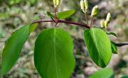 Camerisier a balais feuilles