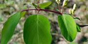 Camerisier a balais feuilles