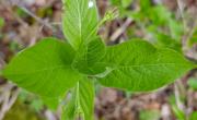 Camerisier des alpes feuilles
