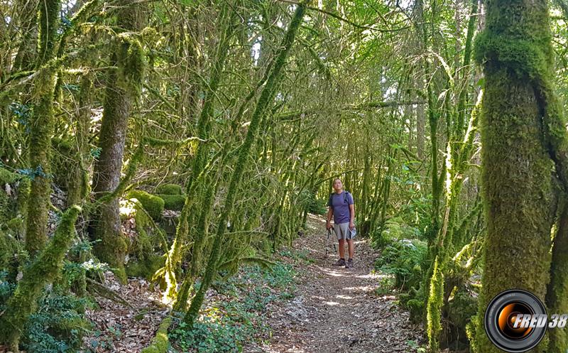 Tunnel de verdure.