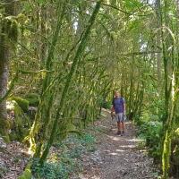 Tunnel de verdure.