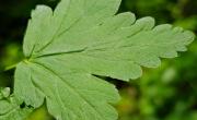Cassis feuille