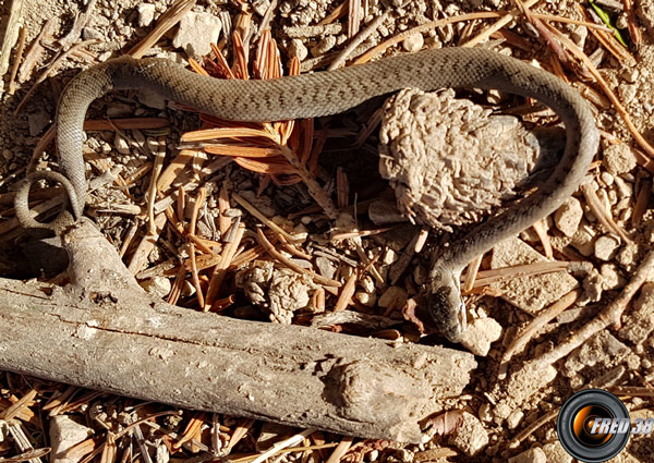 Petite vipère trouvée sur le sentier.