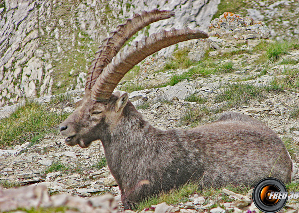 Habitant du Chapeau.