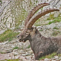 Habitant du Chapeau.