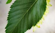 Charme houblon feuille