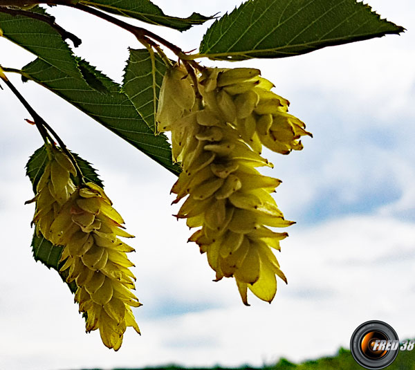 Charme houblon fruit2