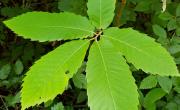 Chataignier feuilles
