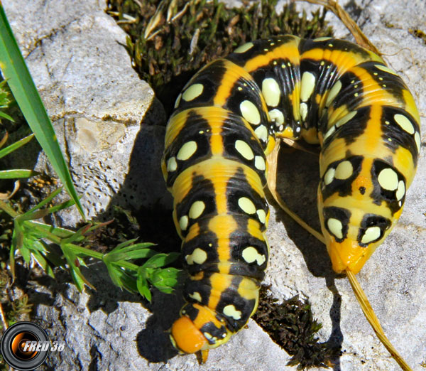 Chenille de machaon