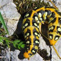 Chenille de machaon