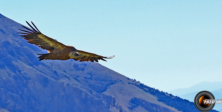 Vautour fauve