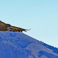 Vautour fauve