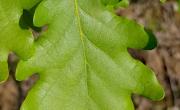 Chene pubescent feuilles