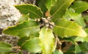 Chene vert feuilles