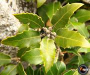 Chene vert feuilles