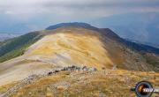 Cime corne de bouc photo1