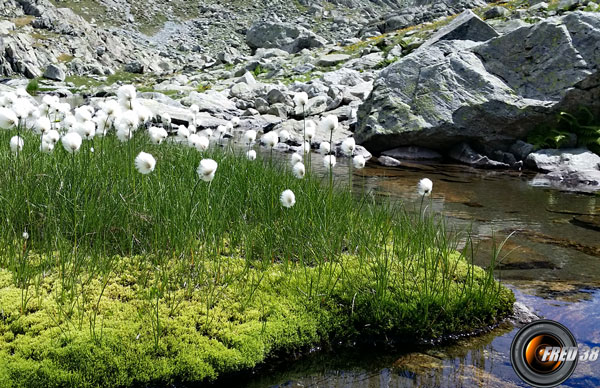 Linaigrette,