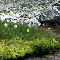Linaigrette,