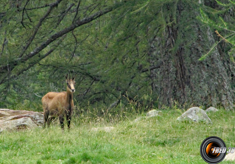 Près de la Vacherie du Cavalet.