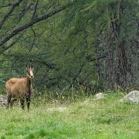 Près de la Vacherie du Cavalet.