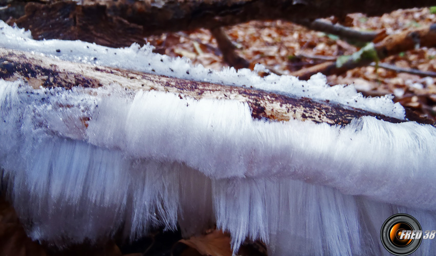 Cheveux de glace.