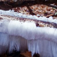 Cheveux de glace.