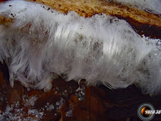 Cheveux de glace.