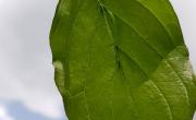Cornouiller sanguin feuilles