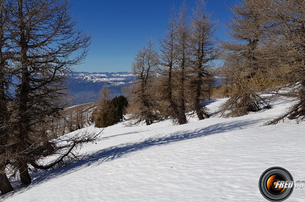 La crête et les mélèzes.