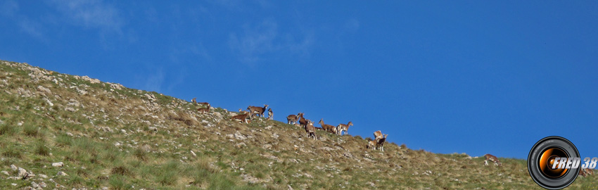 Crete de chine photo3