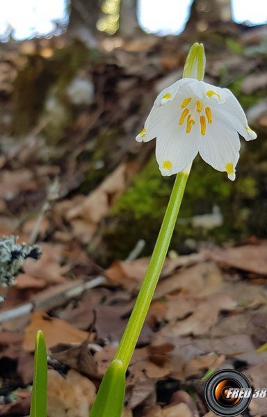 Nivéole près de la crête