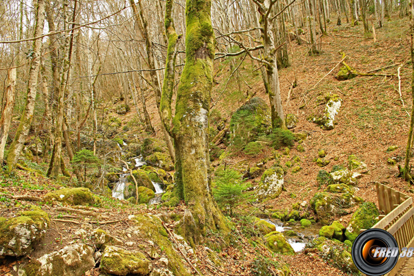 Traversée des petits ruisseaux par des passerelles.