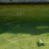 Truite solitaire dans le grand bassin.