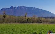 Dent du chat chevelu photo