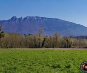 Dent du chat chevelu photo