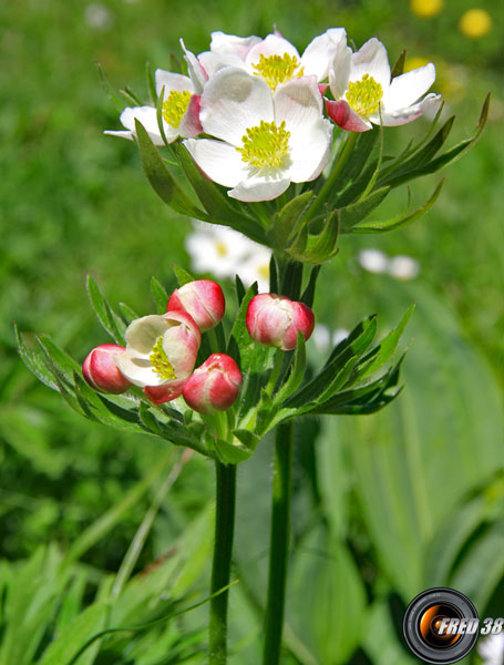 Anémone à  fleurs de narcisse