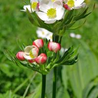 Anémone à  fleurs de narcisse