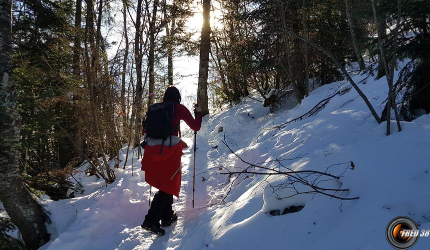 Montée dans les bois.